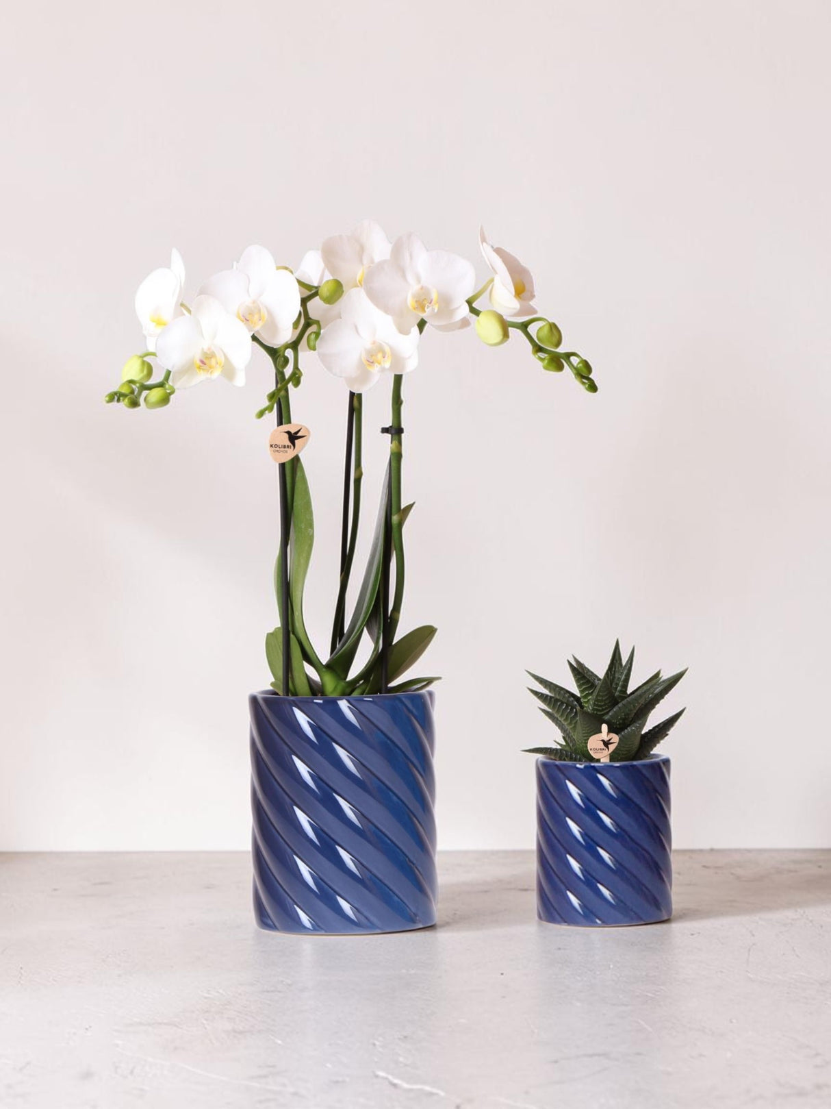 Hvid Phalaenopsis Orchid og Haworthia Sæt i Candy Pots