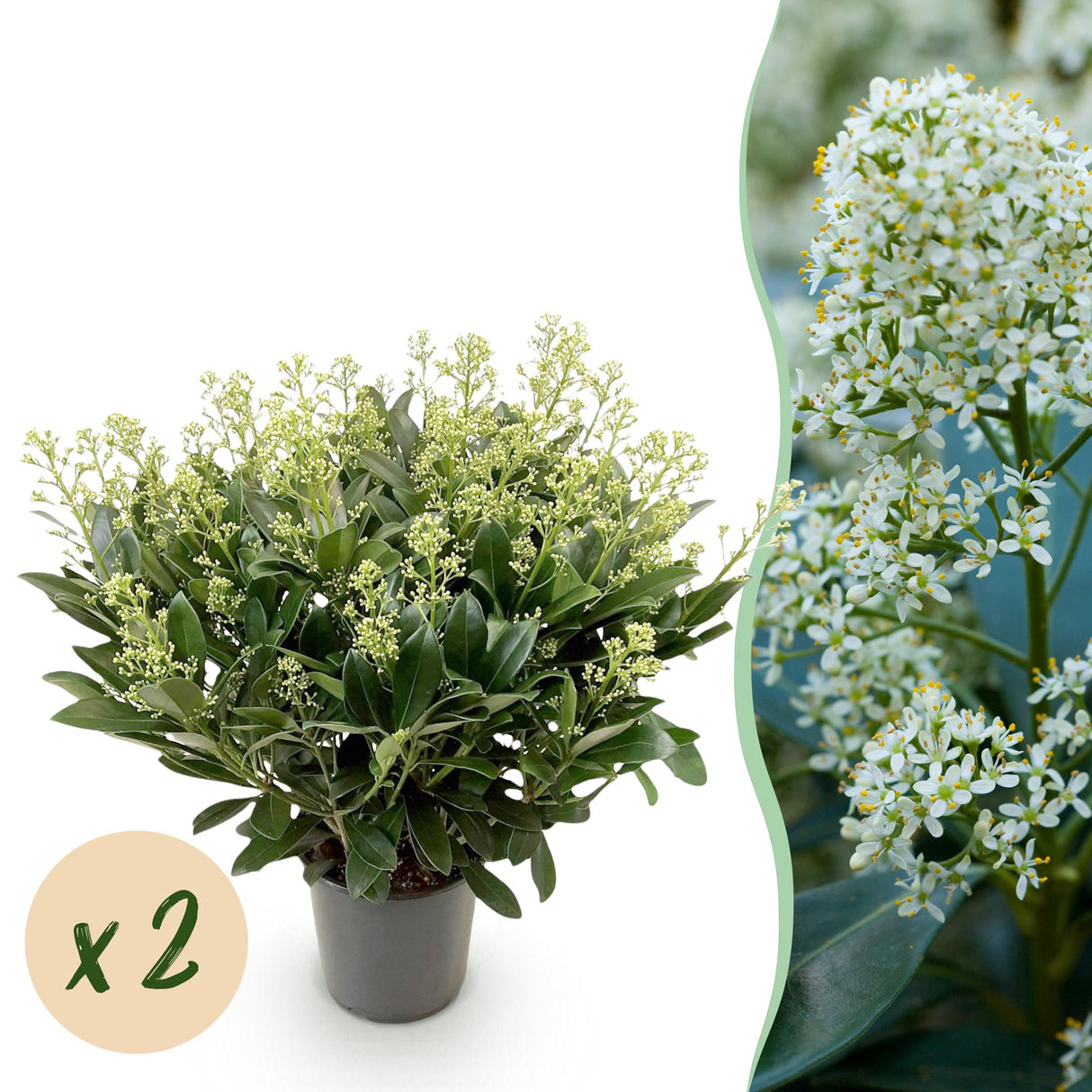 Livraison plante Skimmia japonica Finchy en pot