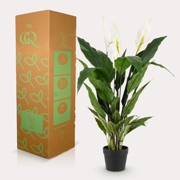 Livraison plante Spathipyllum - fleur de lune artificiel