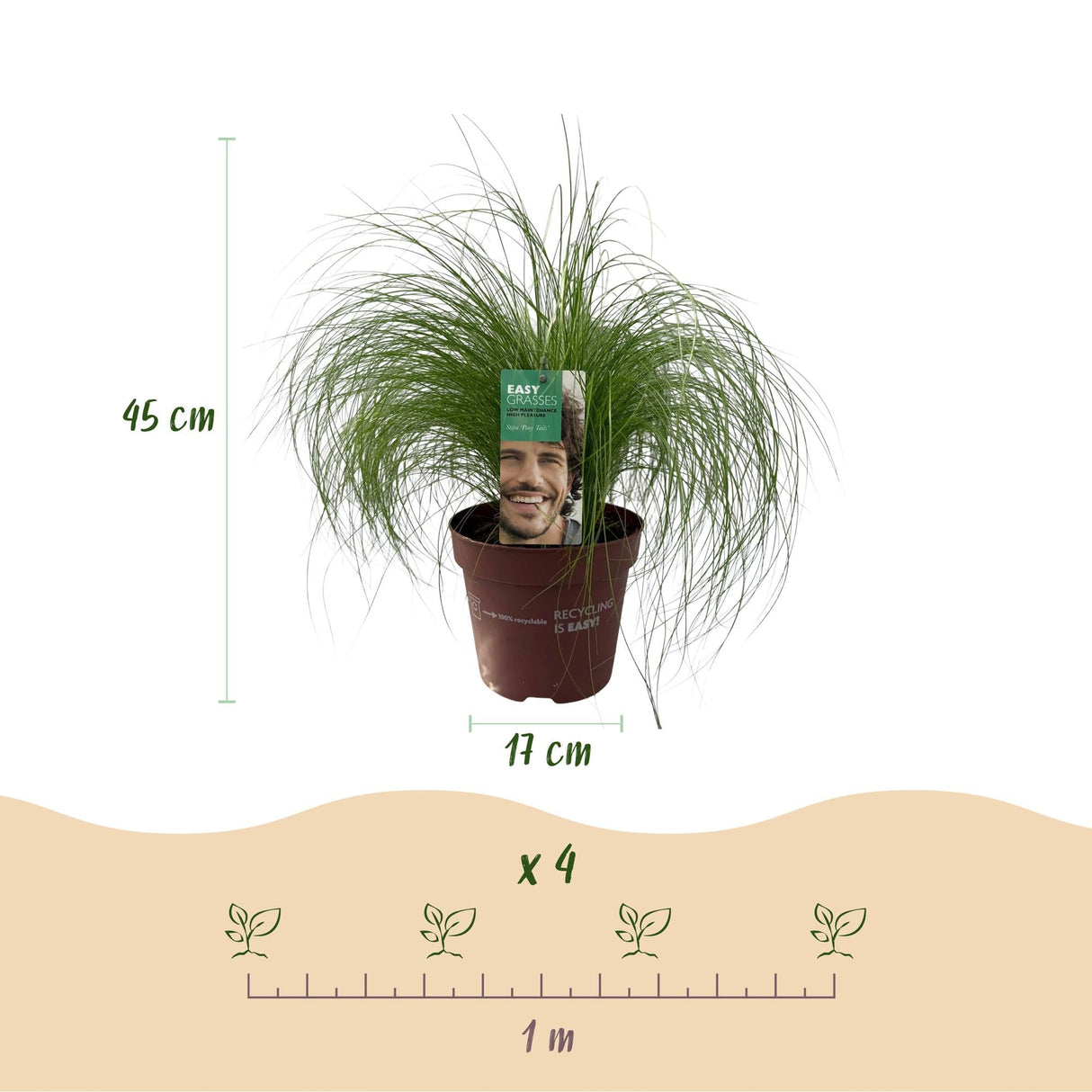 Livraison plante Stipa tenuifolia Pony Tails – Pot 17 cm – Hauteur 50 cm
