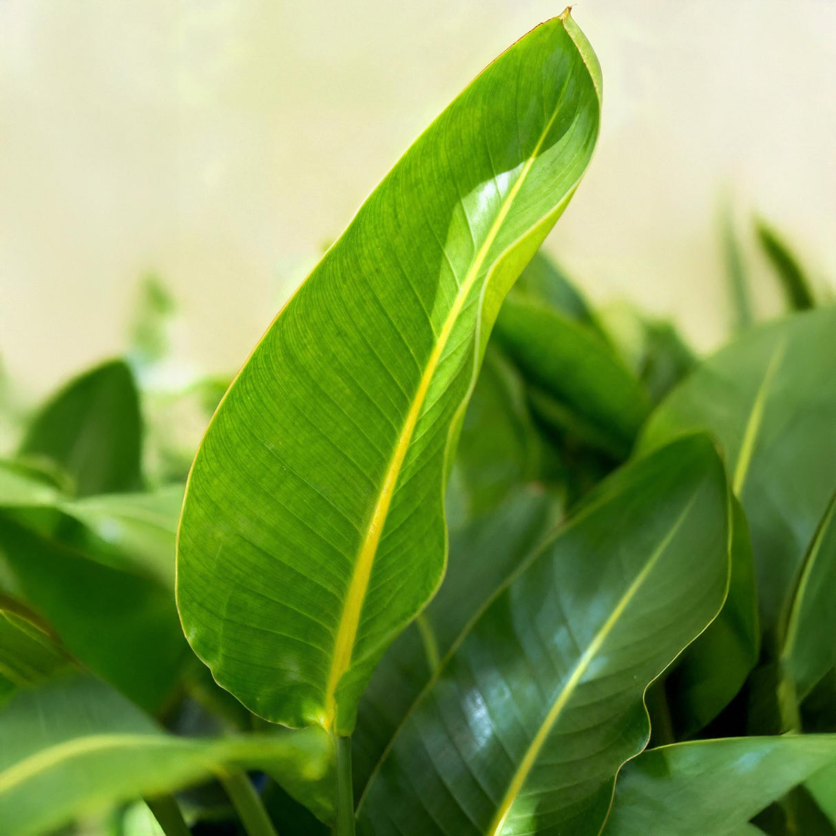 Livraison plante Strelitzia nicolai et panier H115cm
