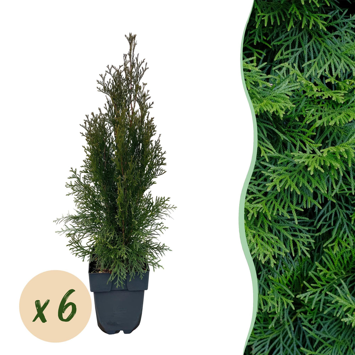 Livraison plante Thuja occidentalis Smaragd – Lot de 6 – Hauteur 60 cm