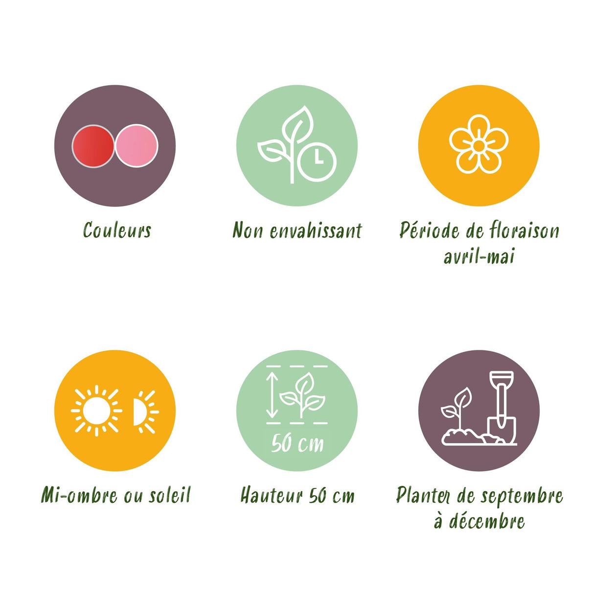 Livraison plante Tulipe Pink - Red – Lot de 40