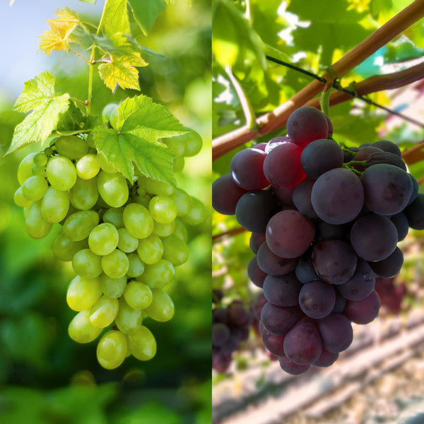 Livraison plante Vigne Vanessa & Himrod – Lot de 2 – Pot 15cm – Hauteur 50cm