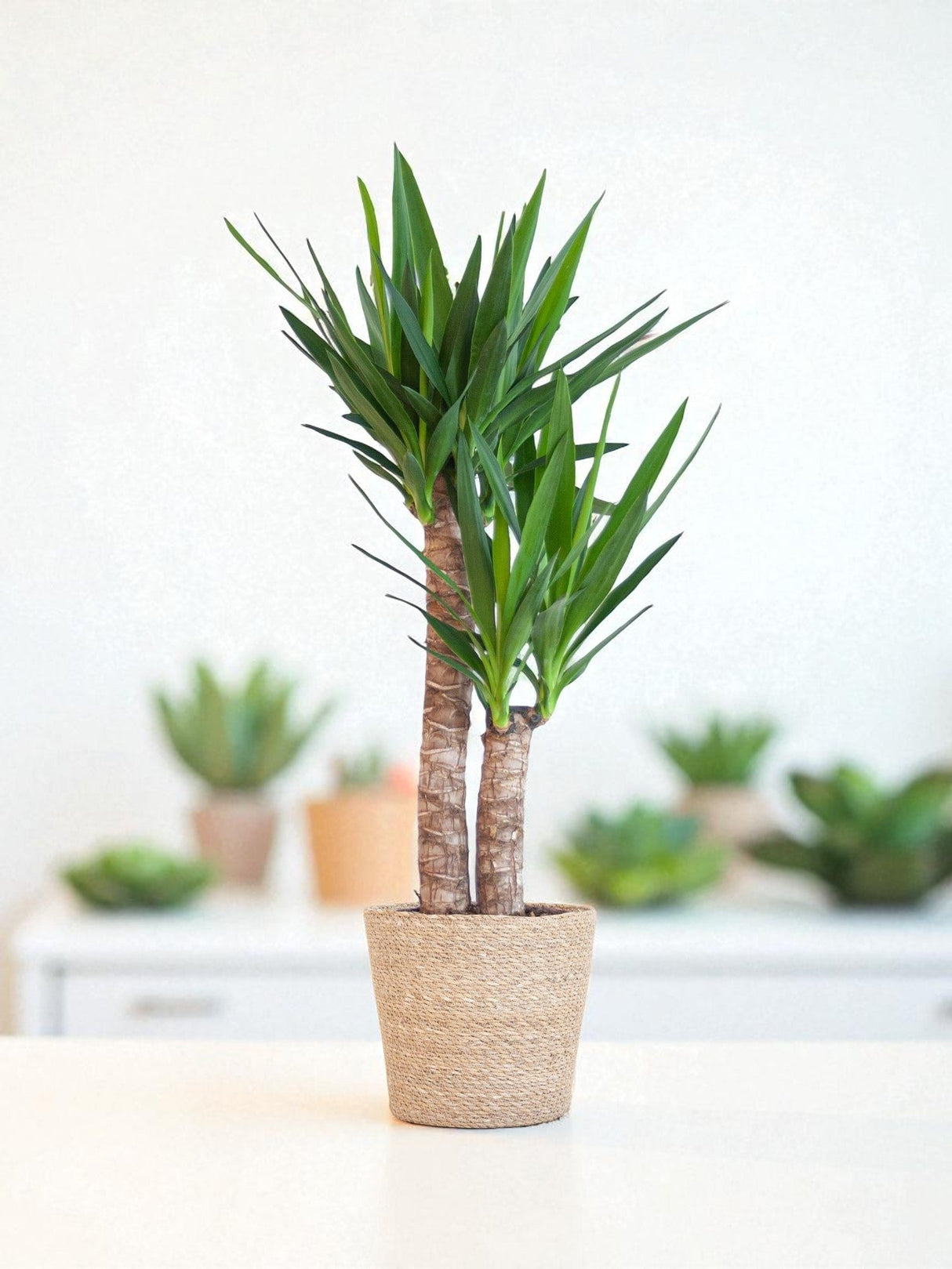 Livraison plante Yucca Elephantipes et son pot
