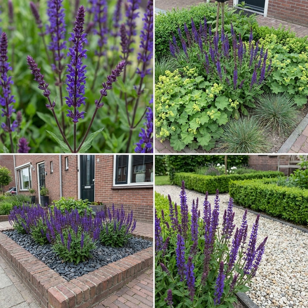 Pack Massif Plein Soleil Violet & Bleu (Sauge Des Bois) - 30 plantes — photo 10