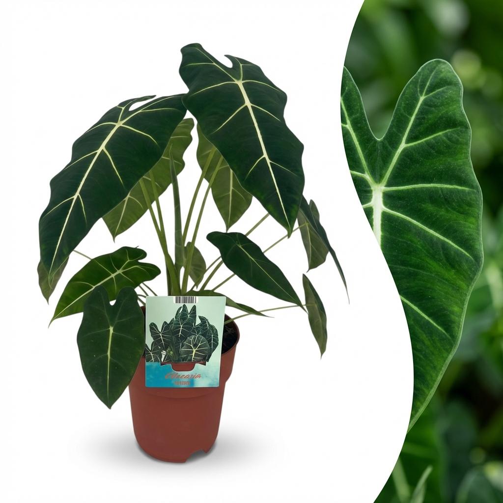 Green boutiQ - Kamerplant - Olifantsoor - Alocasia Frydek - Groen - Weinig onderhoud - 1 Plant - Pot 19cm - Hoogte 60cm