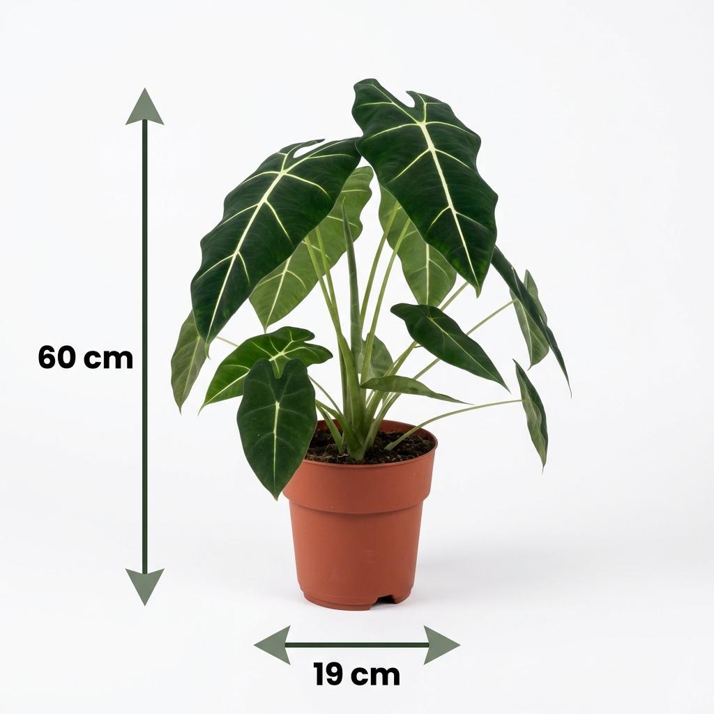 Green boutiQ - Kamerplant - Olifantsoor - Alocasia Frydek - Groen - Weinig onderhoud - 1 Plant - Pot 19cm - Hoogte 60cm