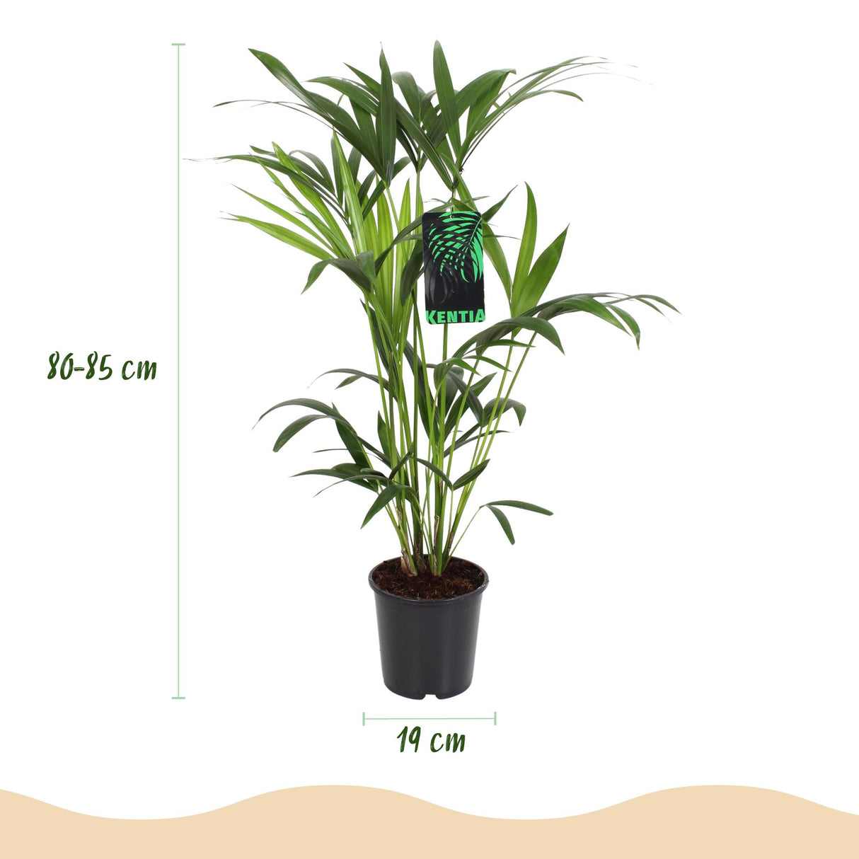Green boutiQ - Kamerplant - Howea Forsteriana - Kentia Palm - Weinig Onderhoud - Groen - 1 Plant - met Mand - Pot 19cm - Hoogte 80-85cm
