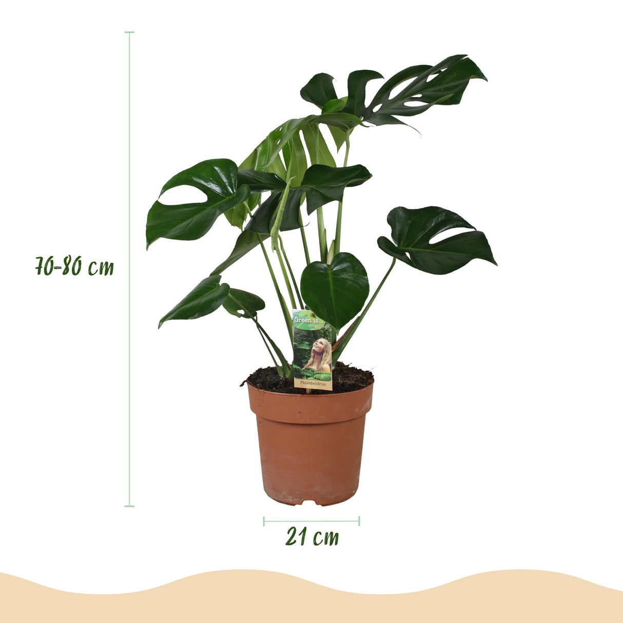 Green BoutiQ - Kamerplanten - Monstera Deliciosa - Gatenplant - Weinig onderhoud - Groen - 1 Plant - met Potter Grijs - Pot 21cm - Hoogte 70-80cm