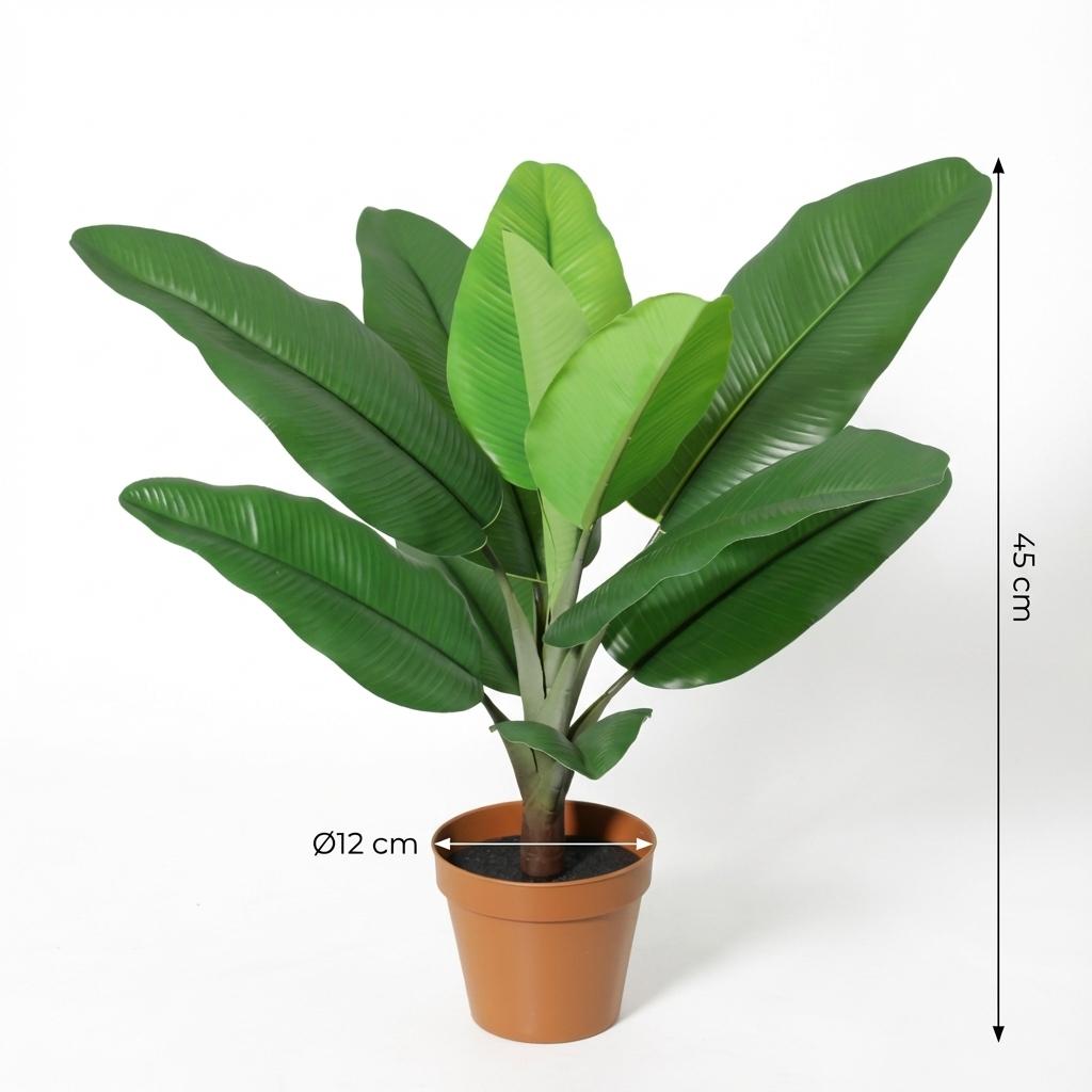 Philodendron Jungle King h45cm