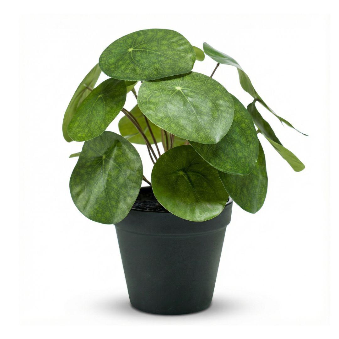 Pilea artificiel h25cm pot inclus
