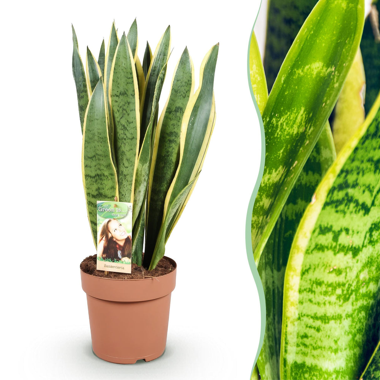 Green BoutiQ - Green is... Kamerplanten - Sansevieria Laurentii - Vrouwentong - Weinig onderhoud - Groen - 1 Plant - Pot 21cm - Hoogte 70-80cm