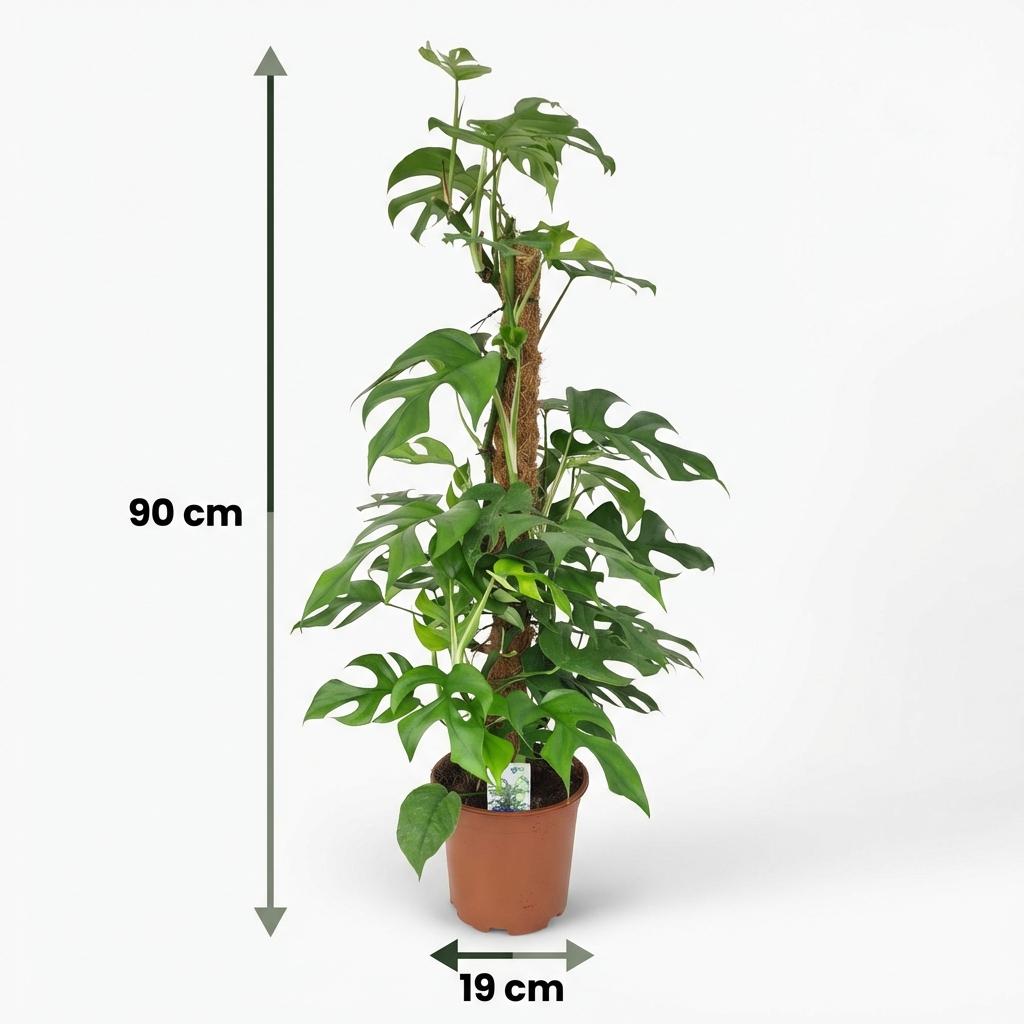 Green boutiQ - Kamerplant - Mini Gatenplant - Monstera Minima Mosstok - Groen - Weinig onderhoud - 1 Plant - Pot 19cm - Hoogte 90cm