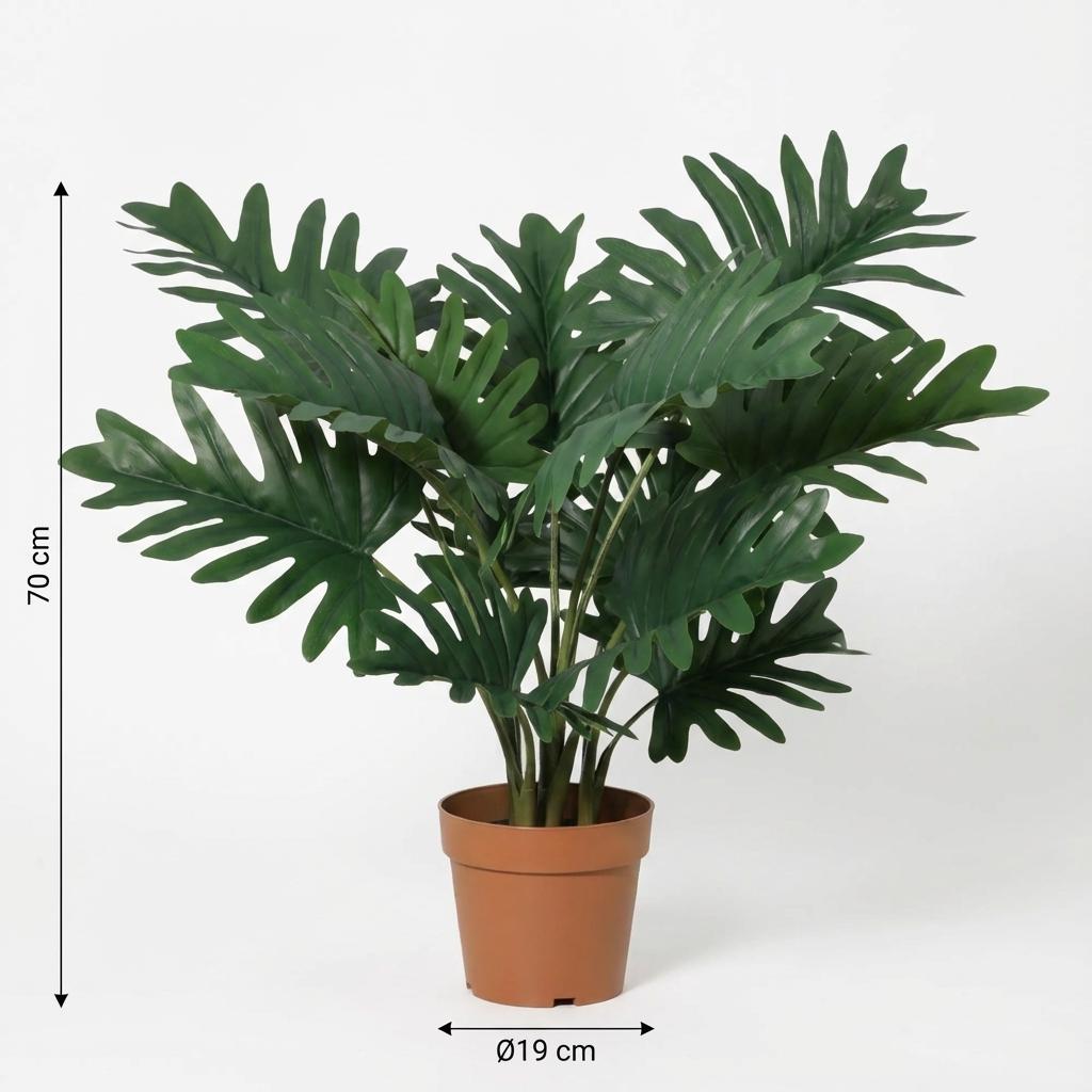 Philodendron Selloum h70cm