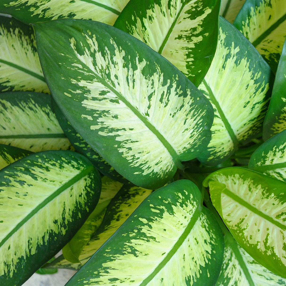 Green BoutiQ - Kamerplanten - Diefenbachia Tropic Snow - Dieffenbachia - Weinig onderhoud - Groen - 1 Plant - met Potter Grijs - Pot 21cm - Hoogte 90-100cm