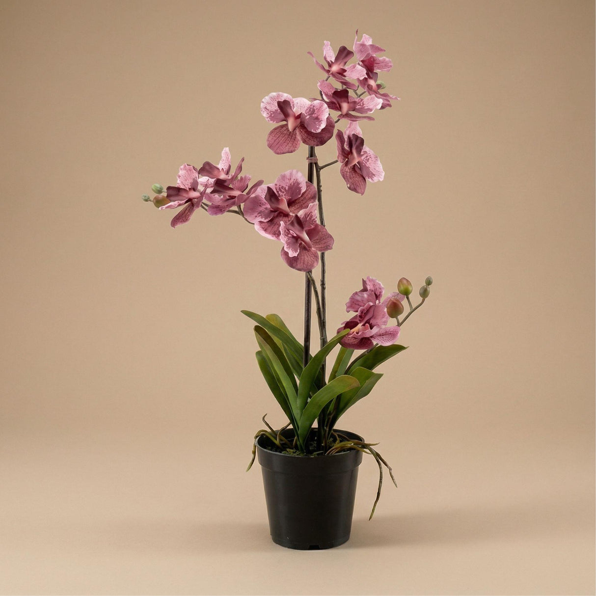Orchidee Vanda artificielle h60cm