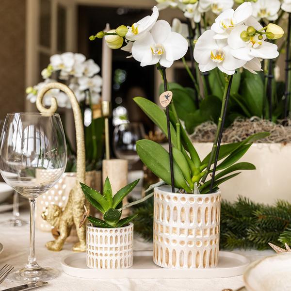 Kolibri Company | Plantenset Le Chic small | Witte Phalaenopsis Orchid Amabilis i Sukkulent inkl. keramiken sierpotten op crème organisch dienblad