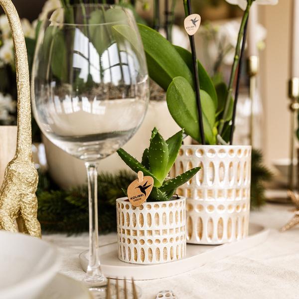 Kolibri Company | Plantenset Le Chic small | Witte Phalaenopsis Orchid Amabilis i Sukkulent inkl. keramiken sierpotten op crème organisch dienblad