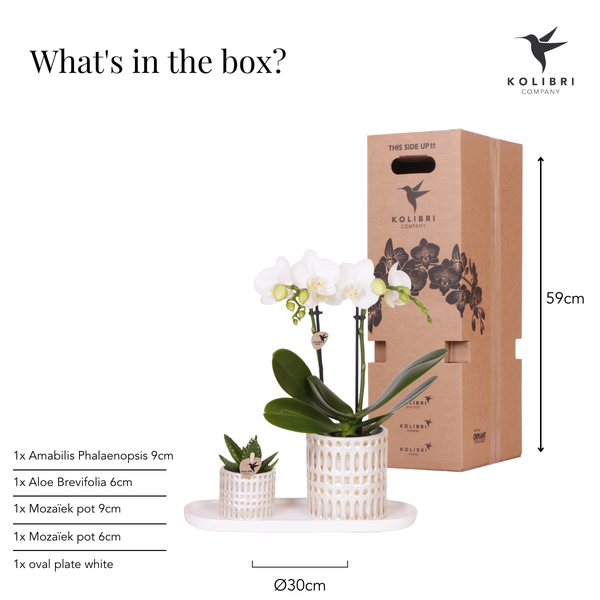 Kolibri Company | Plantenset Le Chic small | Witte Phalaenopsis Orchid Amabilis i Sukkulent inkl. keramiken sierpotten op crème organisch dienblad