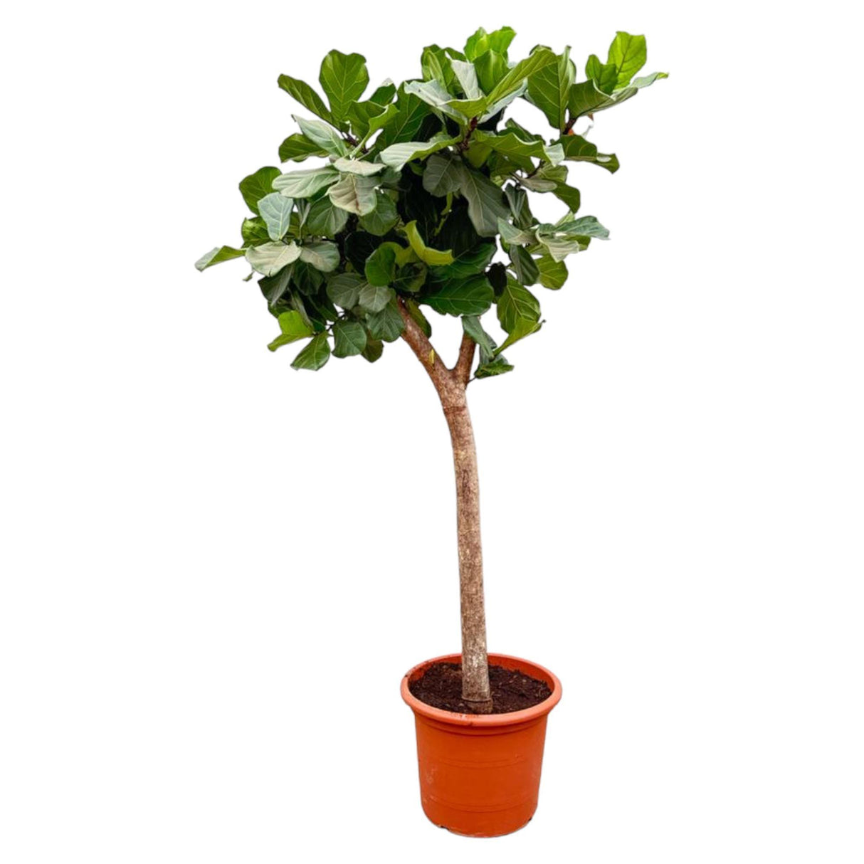 Ficus Lyrata bom XXXL - 230cm - ø42