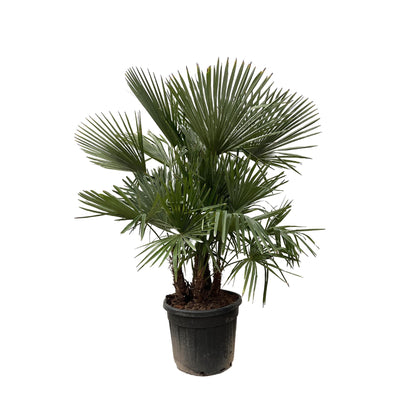 Trachycarpus multi stam - 200cm - Ø45