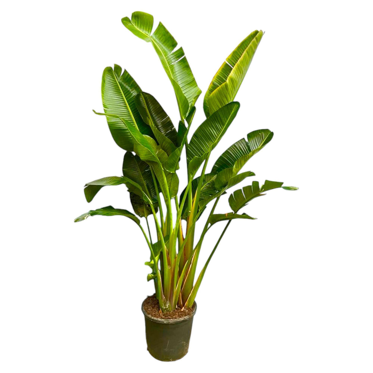 Strelitzia Augusta flerstammet
