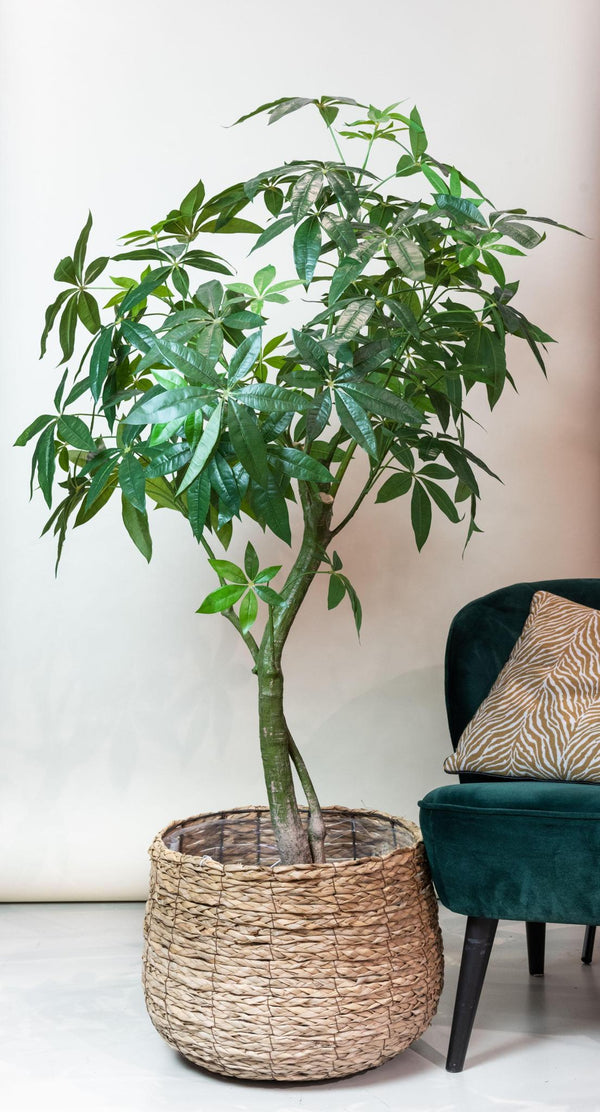 Kunstplante - Pachira Aquatica - Geldboom - 180 cm