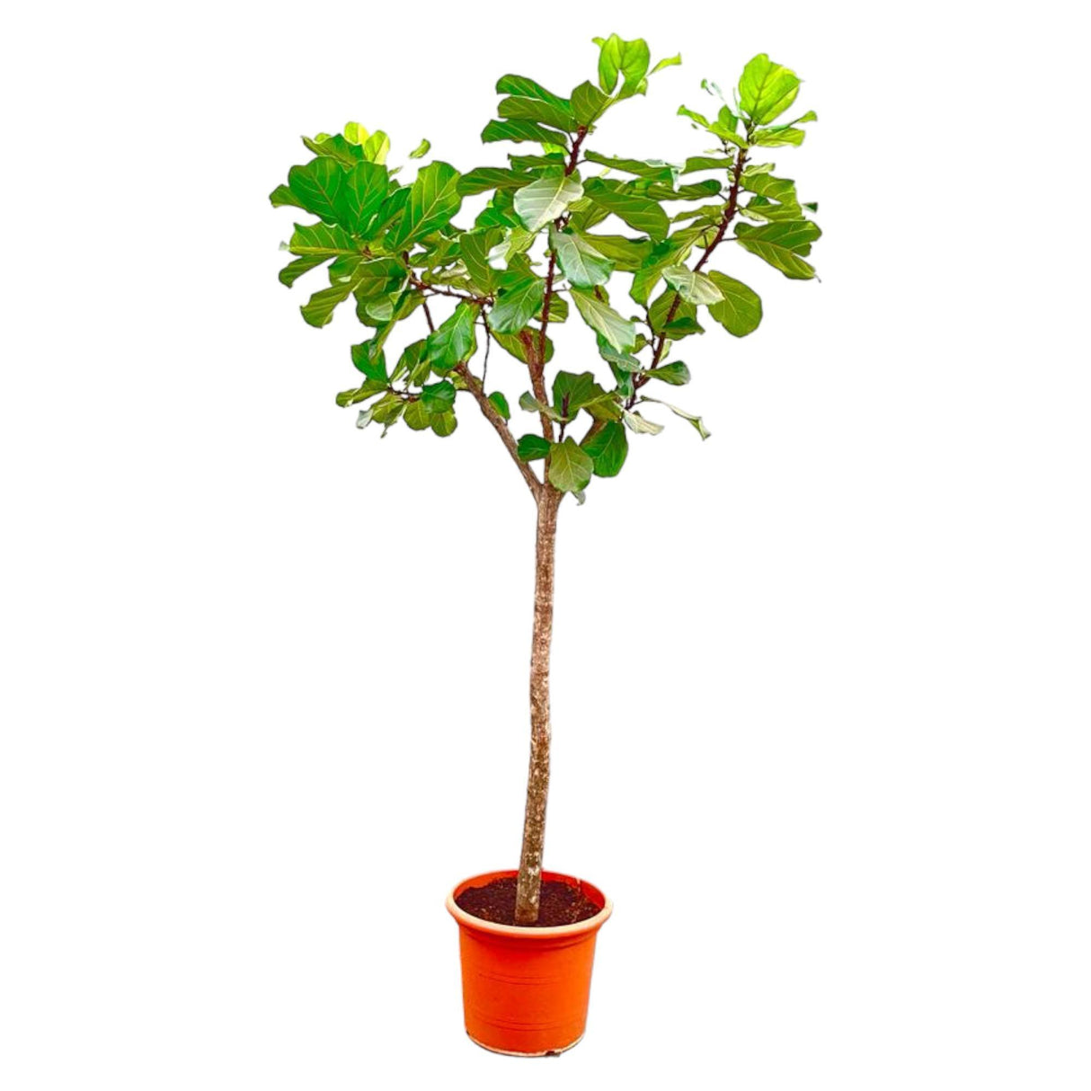 Ficus Lyrata bom XXXL - 300cm - ø55