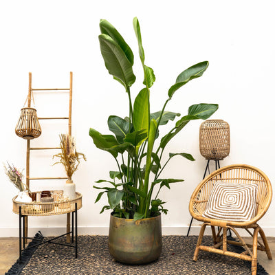 Strelitzia Nicolai luksus XXL - 250cm - ø40