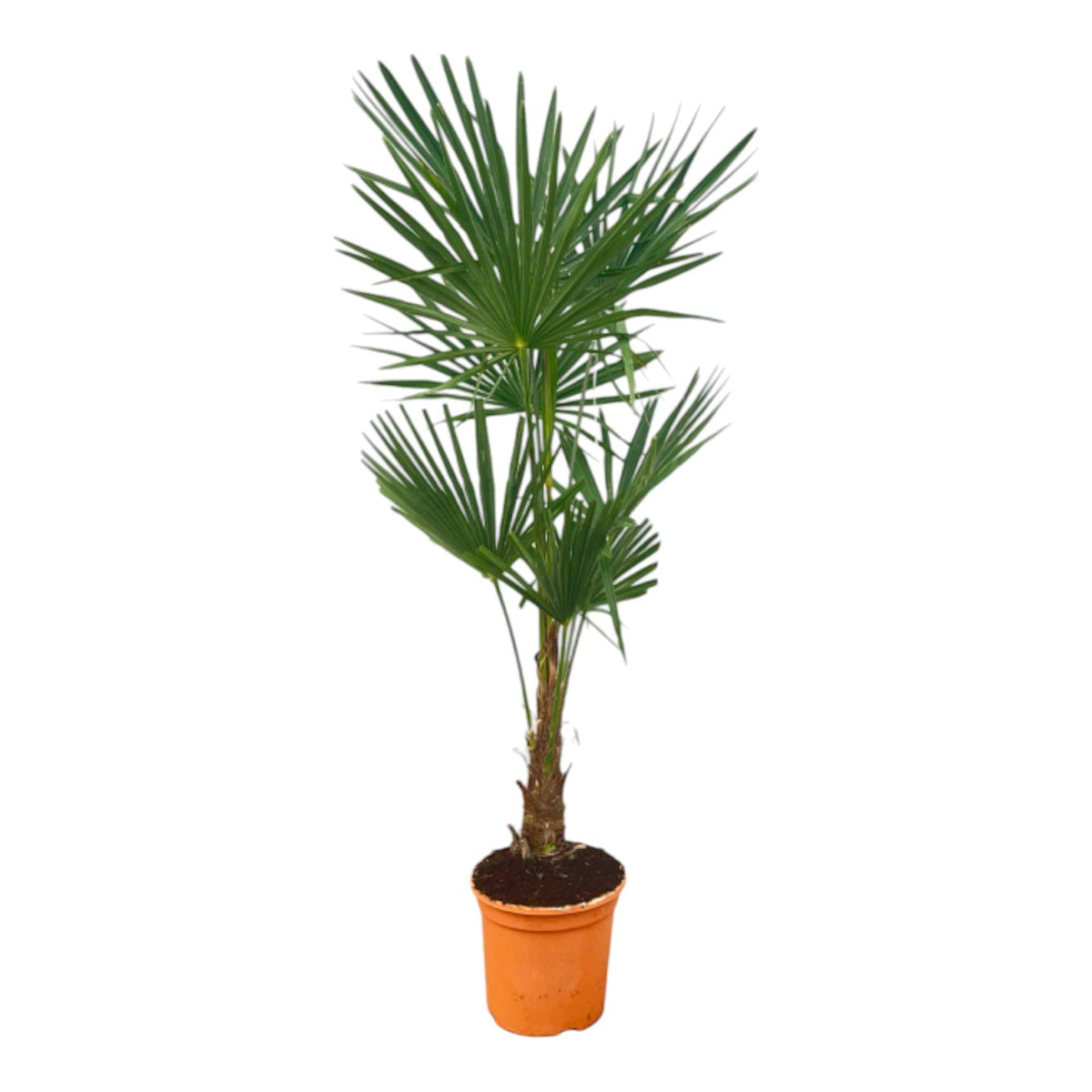 Trachycarpus Fortunei - 160 cm - Ø27cm