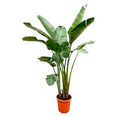 Luksus Strelitzia Augusta XXL - 250cm - ø38