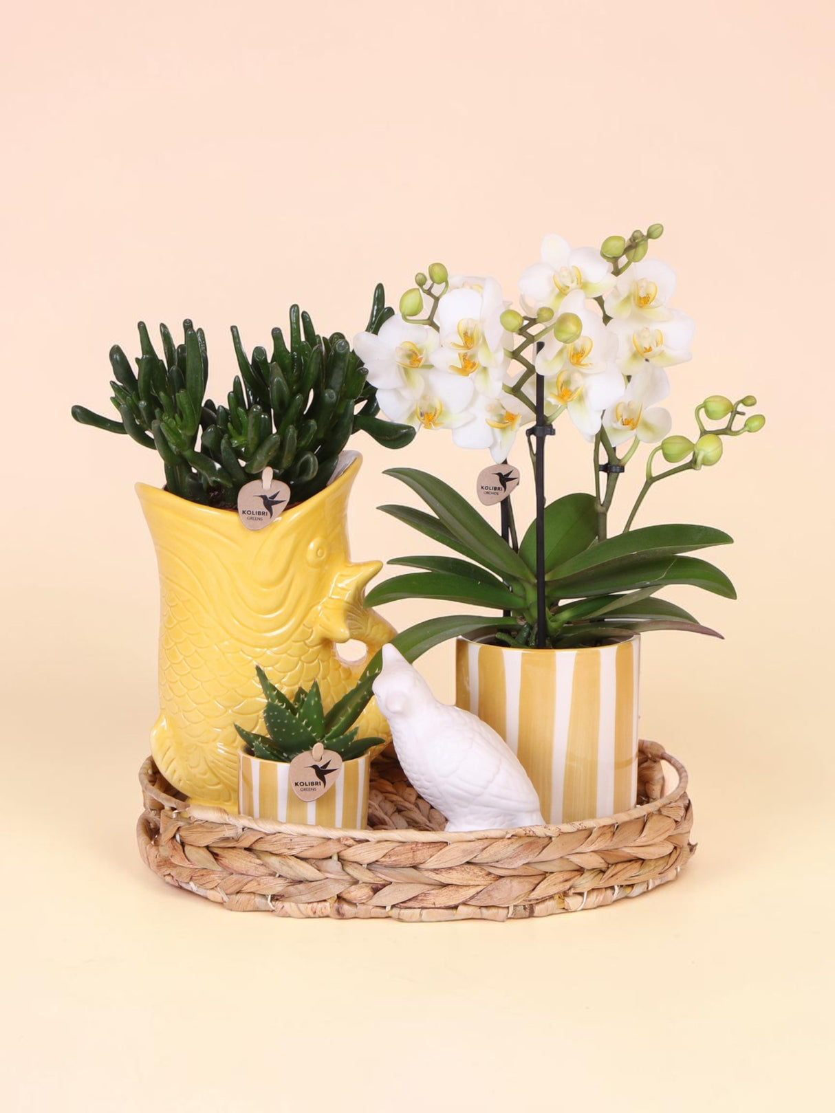 Kolibri Company | Gavesæt Mediterranean Sunset | Plantenset met witte Phalaenopsis Orchidee Lausanne en Sukkulenter inkl. keramik keramik