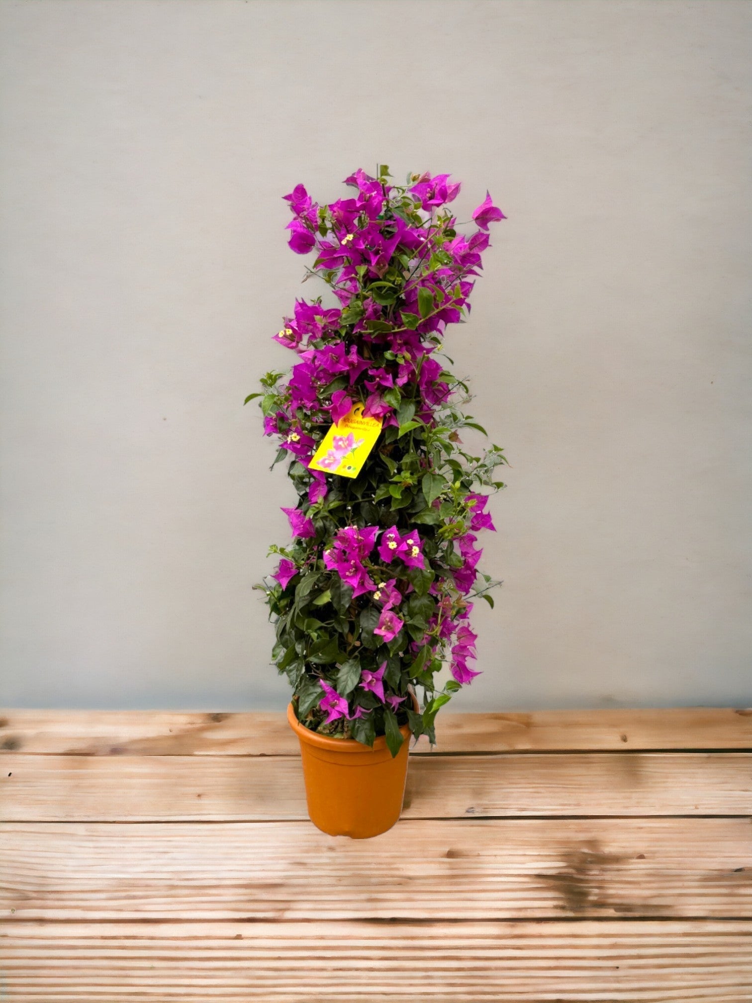 Bougainvillier, entretien et floraison - La Green Touch