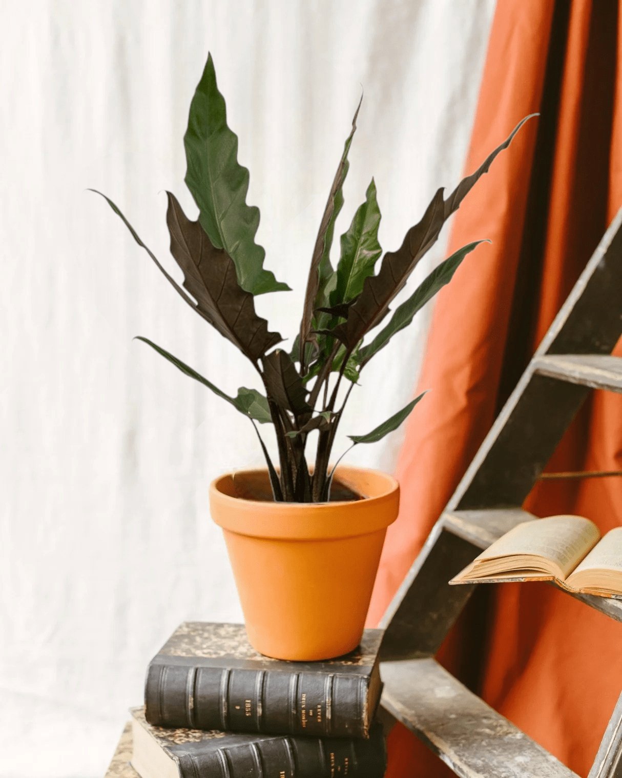 Entretien - Alocasia Lauterbachiana: Guide pratique - La Green Touch