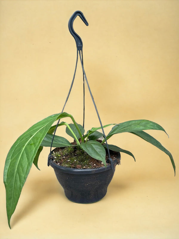 Entretien - Anthurium Big Bill: Guide pratique - La Green Touch