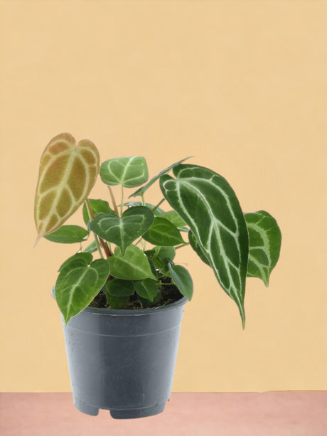 Entretien - Anthurium Chrystallinum: Guide pratique - La Green Touch