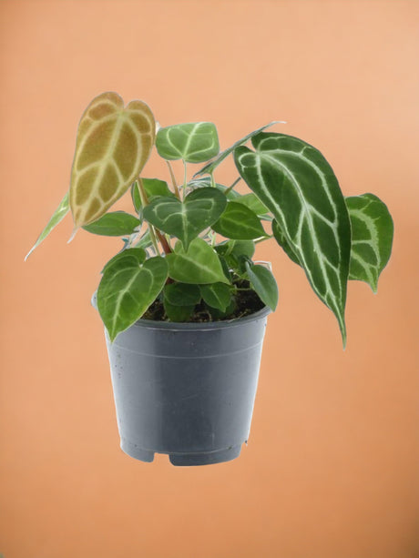 Entretien - Anthurium Chrystallium: Guide pratique - La Green Touch