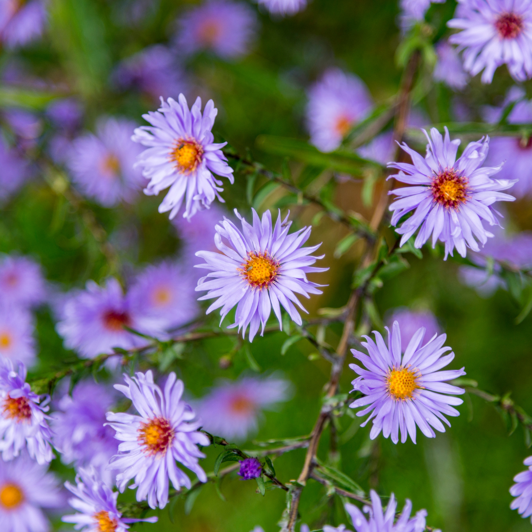 Entretien - Aster (Aster × frikartii) : Guide pratique - La Green Touch