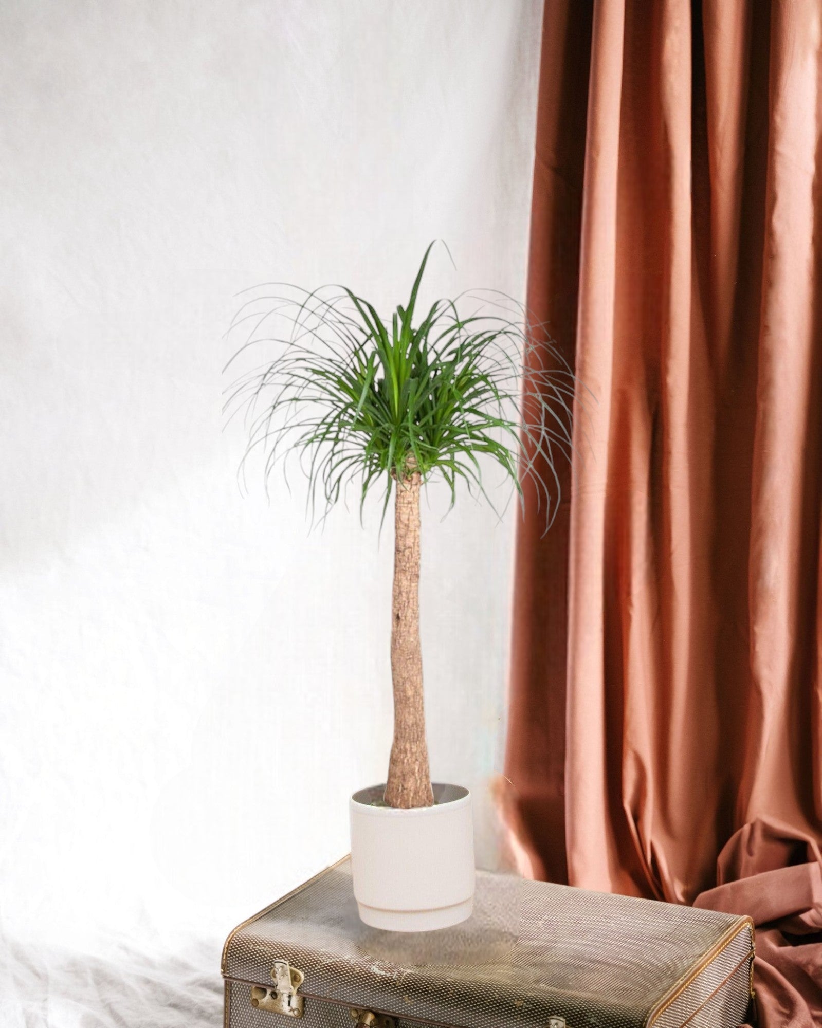 Entretien - Beaucarnea Nolina: Guide pratique - La Green Touch