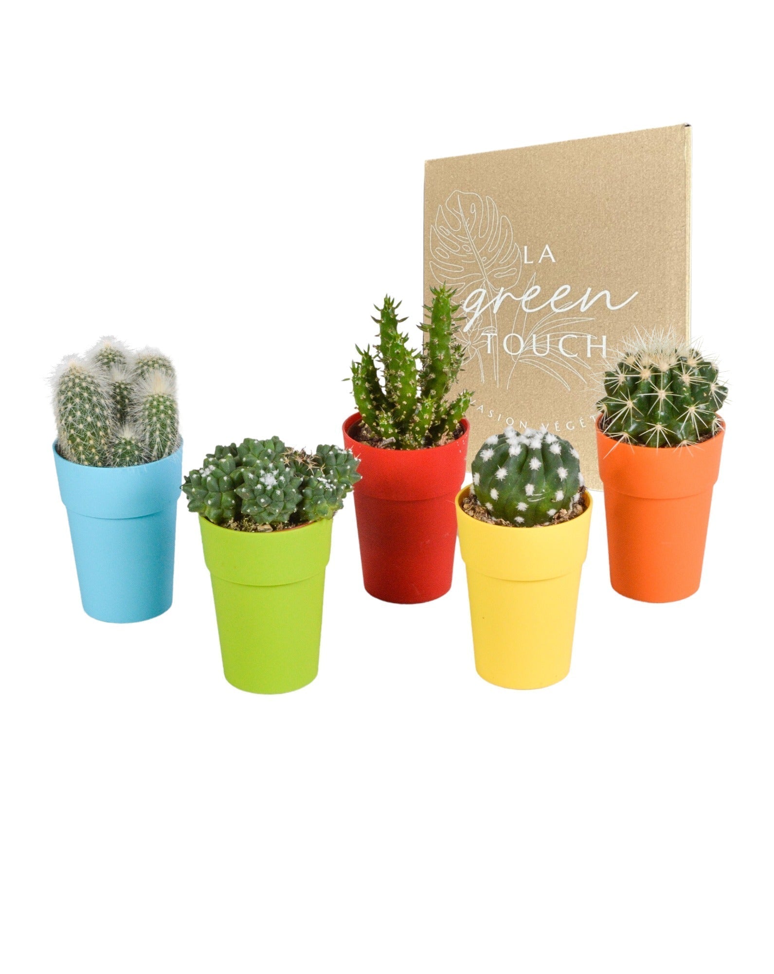 Entretien - Cactus Mix: Guide pratique - La Green Touch