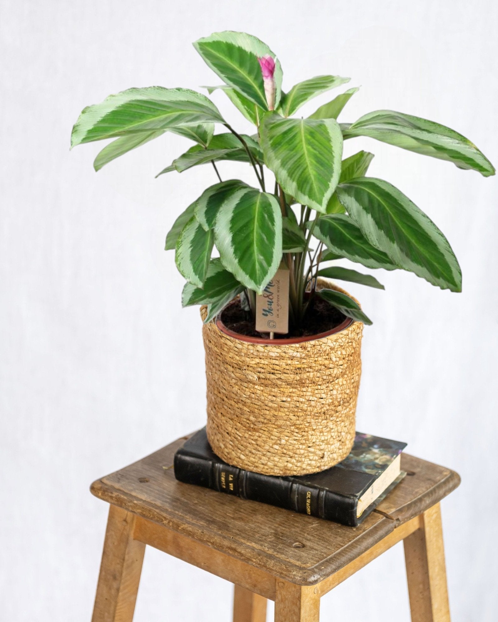 Entretien - Calathea Bicajoux: Guide pratique - La Green Touch
