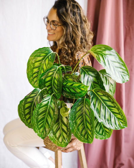 Entretien - Calathea Flamestar: Guide pratique - La Green Touch