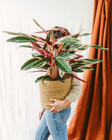 Entretien Calathea Triostar : Guide pratique - La Green Touch