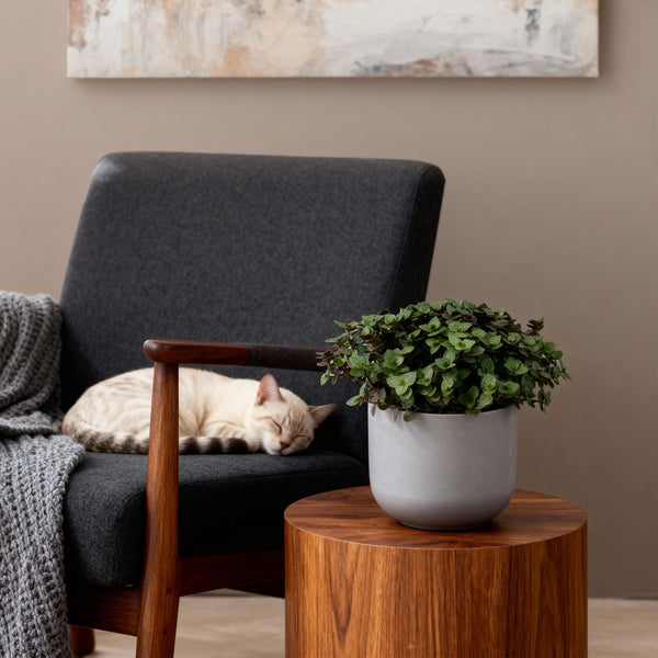 Entretien - Callisia Repens: Guide pratique - La Green Touch