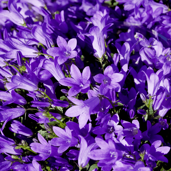 Entretien - Campanule À Feuilles De Pêcher (Campanula persicifolia) : Guide pratique - La Green Touch