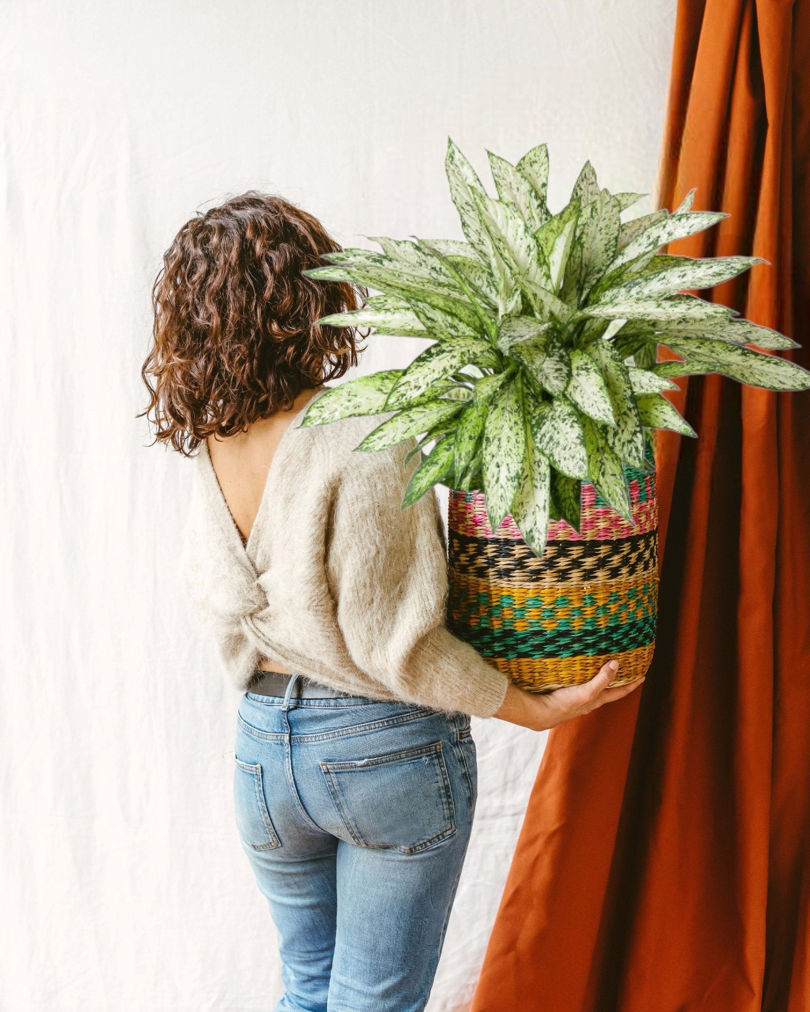 Entretien - Dieffenbachia Vesuvius: Guide pratique - La Green Touch