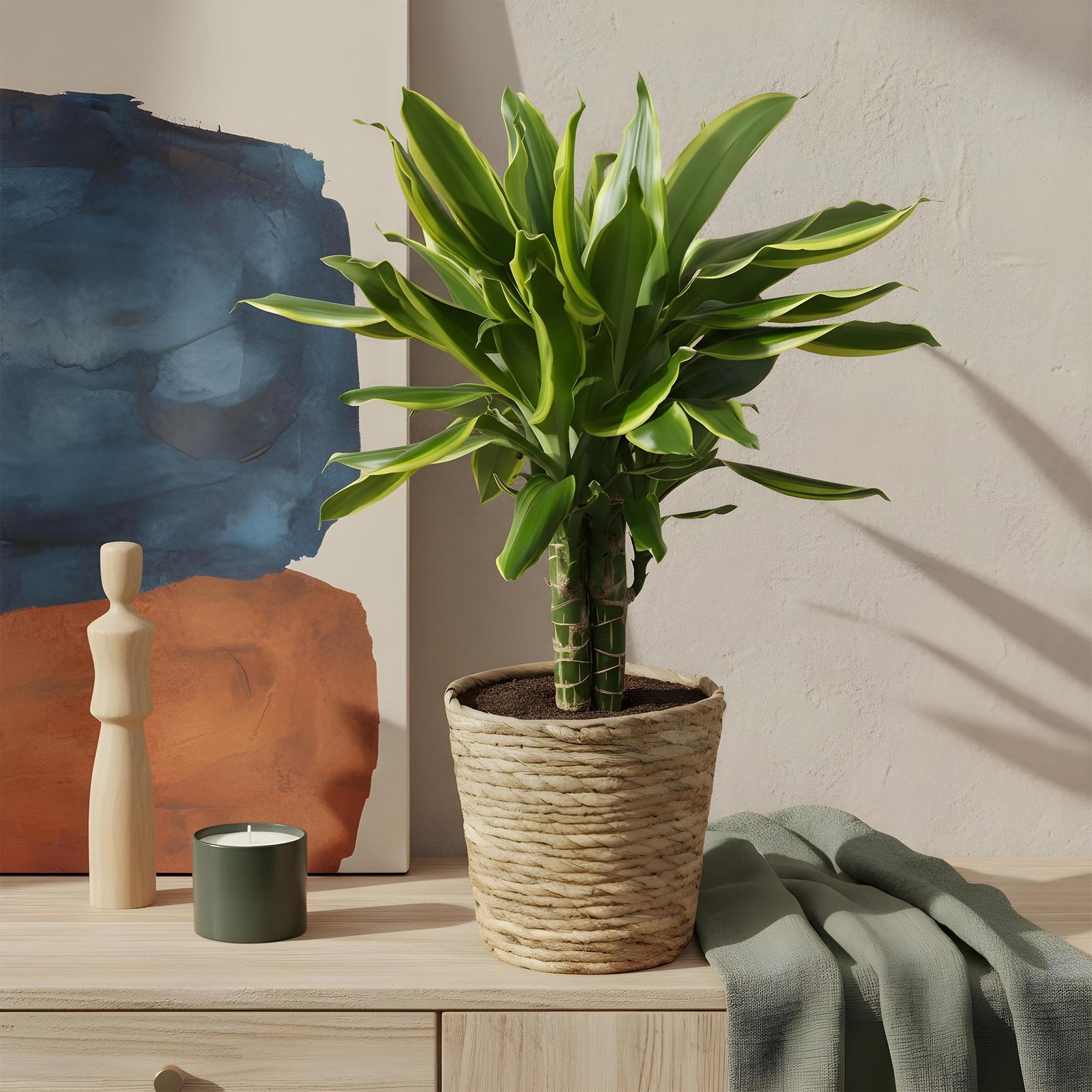 Entretien - Dracaena Golden Coast: Guide pratique - La Green Touch