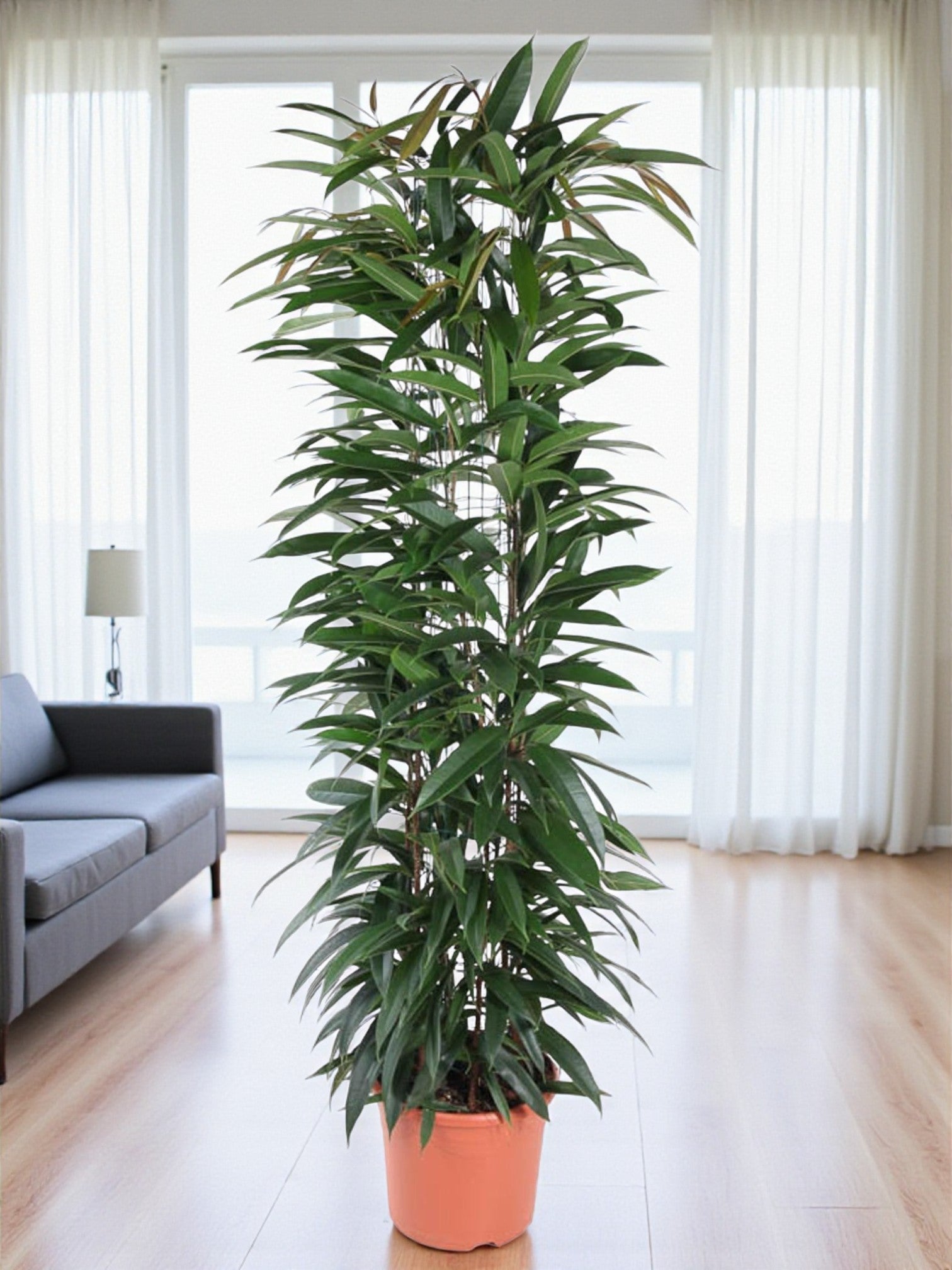 Entretien - Ficus Alii: Guide pratique - La Green Touch