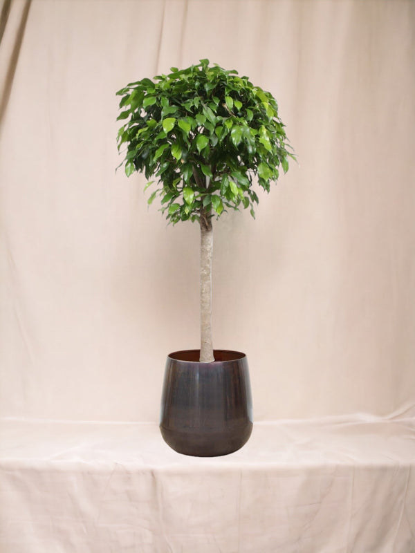 Entretien - Ficus Boule Columnar: Guide pratique - La Green Touch